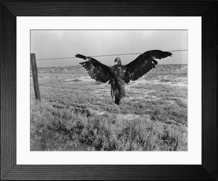 Framed Print : A very blue eagle, along California highway, 1936. Creator: Dorothea Lange Framed Print : A very blue eagle, along California highway, 1936. Creator: Dorothea Lange