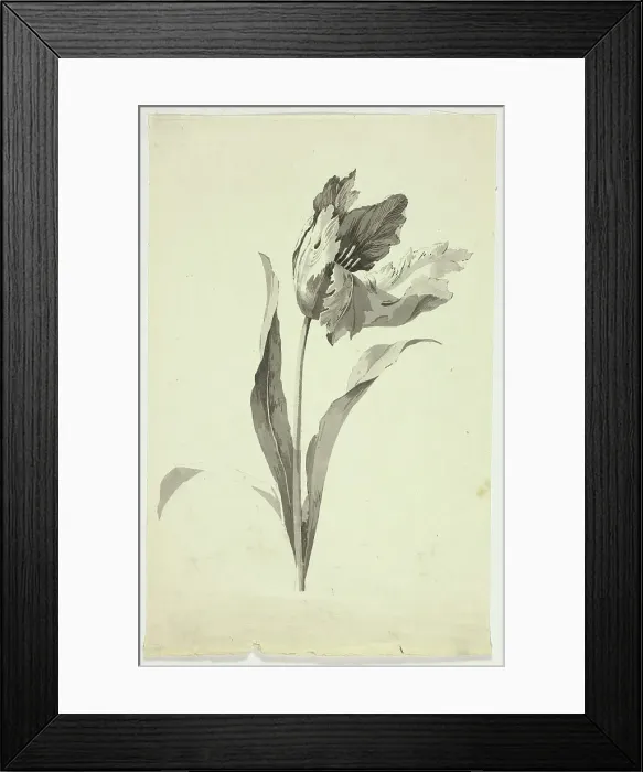 Framed Print : Tulip, n.d. Creator: Pierre Antoine Mongin Framed Print : Tulip, n.d. Creator: Pierre Antoine Mongin