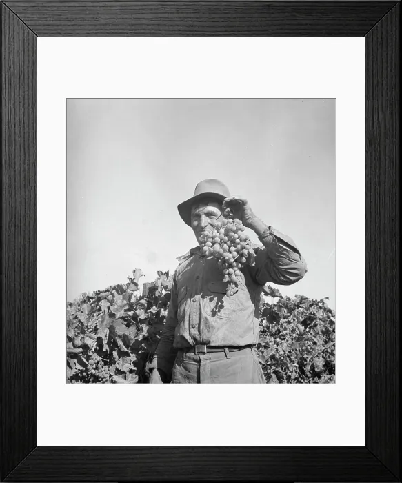 Framed Print : Grapes grown in Kern County, California, 1936. Creator: Dorothea Lange Framed Print : Grapes grown in Kern County, California, 1936. Creator: Dorothea Lange