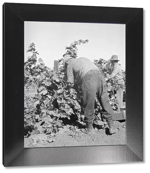 Harvesting grapes near La Monte [i.e. Lamont], Kern County, California, 1936. Creator: Dorothea Lange