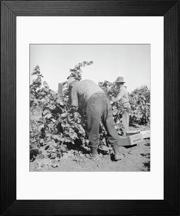 Framed Print : Harvesting grapes near La Monte [i.e. Lamont], Kern County, California, 1936. Creator: Dorothea Lange