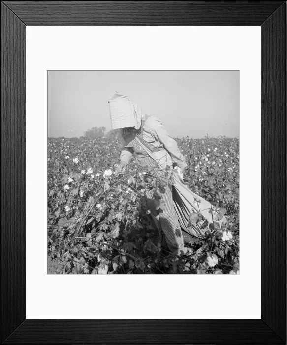 Framed Print : Cotton picker, Southern San Joaquin Valley, California, 1936. Creator: Dorothea Lange Framed Print : Cotton picker, Southern San Joaquin Valley, California, 1936. Creator: Dorothea Lange