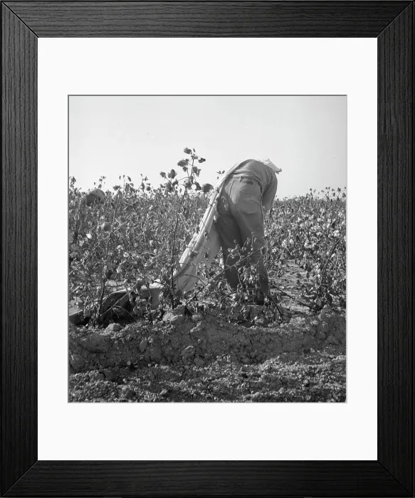 Framed Print : Cotton picker, San Joaquin Valley, California, 1936. Creator: Dorothea Lange Framed Print : Cotton picker, San Joaquin Valley, California, 1936. Creator: Dorothea Lange