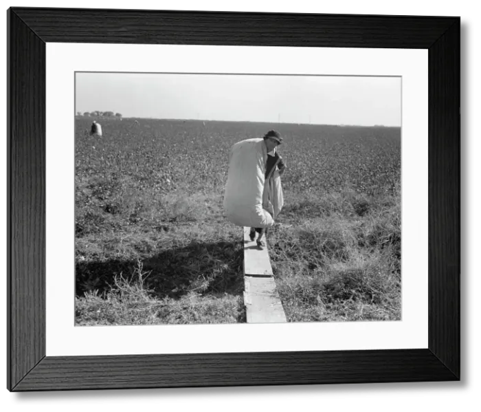 Framed Print : Cotton picker, San Joaquin Valley, California, 1936. Creator: Dorothea Lange Framed Print : Cotton picker, San Joaquin Valley, California, 1936. Creator: Dorothea Lange