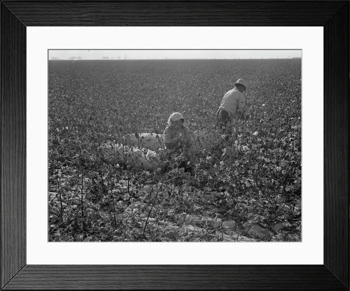 Framed Print : Picking cotton, San Joaquin Valley, California, 1936. Creator: Dorothea Lange Framed Print : Picking cotton, San Joaquin Valley, California, 1936. Creator: Dorothea Lange