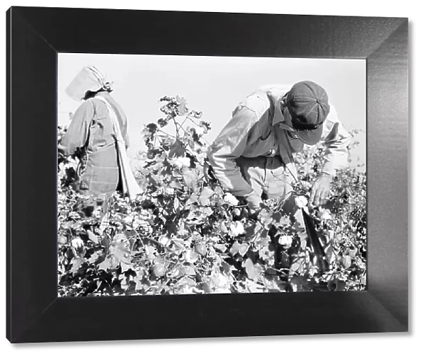 Cotton pickers, Southern San Joaquin Valley, California, 1936. Creator: Dorothea Lange