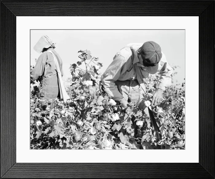 Framed Print : Cotton pickers, Southern San Joaquin Valley, California, 1936. Creator: Dorothea Lange Framed Print : Cotton pickers, Southern San Joaquin Valley, California, 1936. Creator: Dorothea Lange