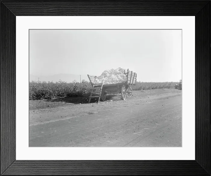 Framed Print : Partially loaded cotton wagon, Southern San Joaquin Valley, California, 1936. Creator: Dorothea Lange Framed Print : Partially loaded cotton wagon, Southern San Joaquin Valley, California, 1936. Creator: Dorothea Lange