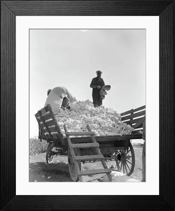 Framed Print : Loading cotton, Southern San Joaquin Valley, California, 1936. Creator: Dorothea Lange Framed Print : Loading cotton, Southern San Joaquin Valley, California, 1936. Creator: Dorothea Lange
