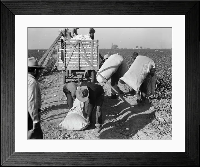 Framed Print : Cotton pickers bringing in their pick to be weighed, San Joaquin Valley, California, 1936. Creator: Dorothea Lange. Cotton pickers bringing in their pick to be weighed, San Joaquin Valley, California, 1936. Creator: Dorothea Lange Framed Print : Cotton pickers bringing in their pick to be weighed, San Joaquin Valley, California, 1936. Creator: Dorothea Lange. Cotton pickers bringing in their pick to be weighed, San Joaquin Valley, California, 1936. Creator: Dorothea Lange