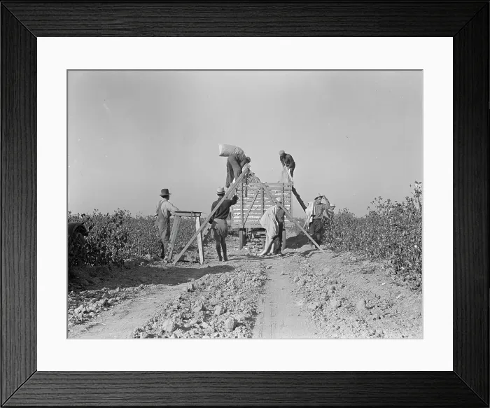 Framed Print : Weighing in cotton, San Joaquin Valley, California, 1936. Creator: Dorothea Lange Framed Print : Weighing in cotton, San Joaquin Valley, California, 1936. Creator: Dorothea Lange