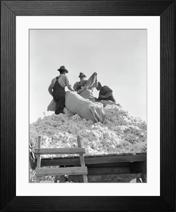 Framed Print : Loading cotton, Southern San Joaquin Valley, California, 1936. Creator: Dorothea Lange Framed Print : Loading cotton, Southern San Joaquin Valley, California, 1936. Creator: Dorothea Lange