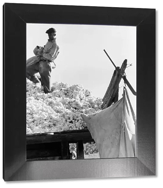 Loading cotton, San Joaquin Valley, California, 1936. Creator: Dorothea Lange