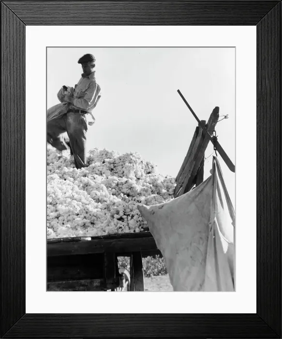 Framed Print : Loading cotton, San Joaquin Valley, California, 1936. Creator: Dorothea Lange Framed Print : Loading cotton, San Joaquin Valley, California, 1936. Creator: Dorothea Lange
