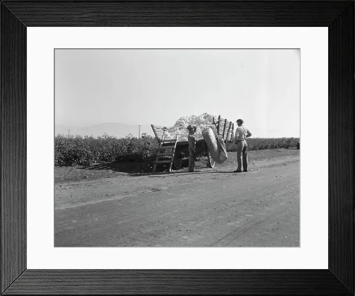 Framed Print : Weighing in cotton, Southern San Joaquin Valley, California, 1936. Creator: Dorothea Lange Framed Print : Weighing in cotton, Southern San Joaquin Valley, California, 1936. Creator: Dorothea Lange