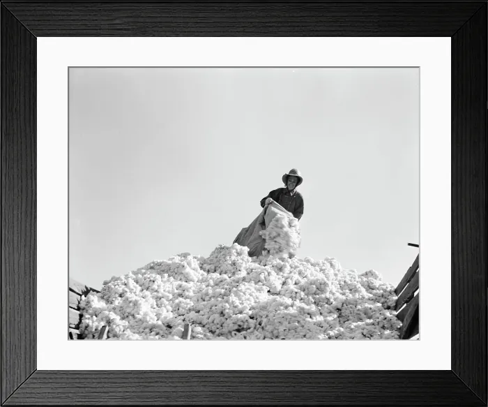 Framed Print : Cotton, San Joaquin Valley, California, 1936. Creator: Dorothea Lange Framed Print : Cotton, San Joaquin Valley, California, 1936. Creator: Dorothea Lange