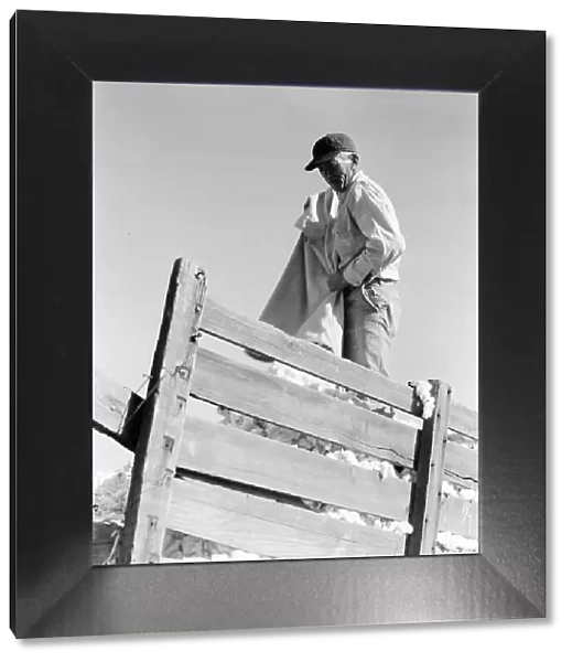 Loading cotton, Southern San Joaquin Valley, California, 1936. Creator: Dorothea Lange