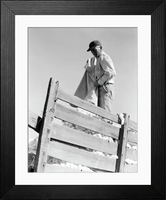 Framed Print : Loading cotton, Southern San Joaquin Valley, California, 1936. Creator: Dorothea Lange Framed Print : Loading cotton, Southern San Joaquin Valley, California, 1936. Creator: Dorothea Lange