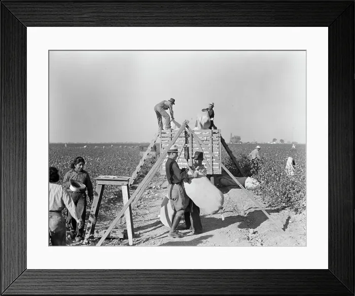 Framed Print : Weighing in and loading cotton, Southern San Joaquin Valley, California, 1936. Creator: Dorothea Lange Framed Print : Weighing in and loading cotton, Southern San Joaquin Valley, California, 1936. Creator: Dorothea Lange