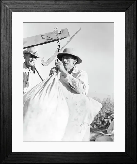 Framed Print : Weighing in cotton, Southern San Joaquin Valley, California, 1936. Creator: Dorothea Lange Framed Print : Weighing in cotton, Southern San Joaquin Valley, California, 1936. Creator: Dorothea Lange
