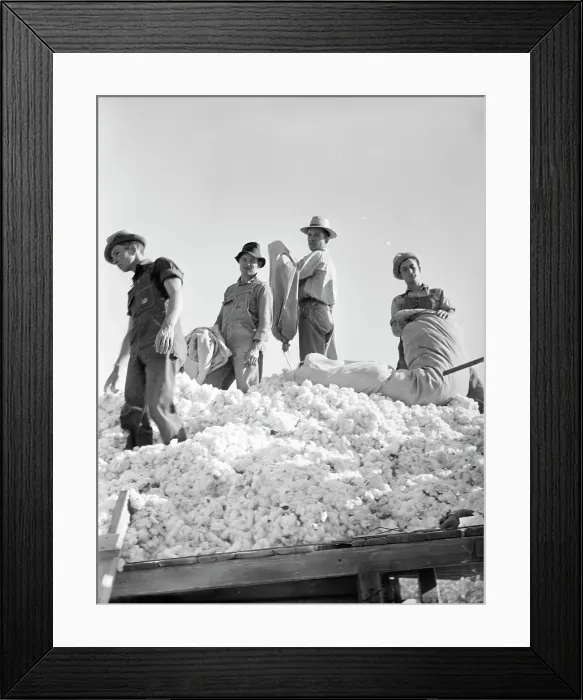 Framed Print : Loading cotton, Southern San Joaquin Valley, California, 1936. Creator: Dorothea Lange Framed Print : Loading cotton, Southern San Joaquin Valley, California, 1936. Creator: Dorothea Lange