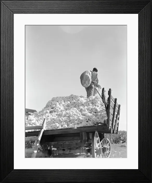 Framed Print : Loading cotton, Southern San Joaquin Valley, California, 1936. Creator: Dorothea Lange Framed Print : Loading cotton, Southern San Joaquin Valley, California, 1936. Creator: Dorothea Lange