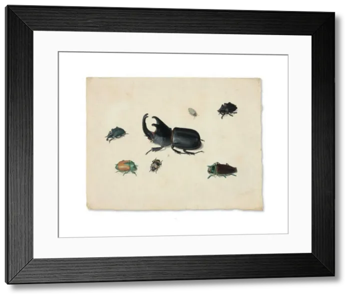 Framed Print : Megasoma Elephas or Megaceras Jason and Six Other Insects, n.d. Creator: Pieter Holsteyn the Younger Framed Print : Megasoma Elephas or Megaceras Jason and Six Other Insects, n.d. Creator: Pieter Holsteyn the Younger