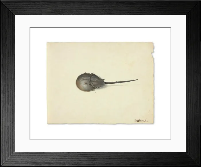 Framed Print : A Horseshoe Crab, n.d. Creator: Pieter Holsteyn the Younger Framed Print : A Horseshoe Crab, n.d. Creator: Pieter Holsteyn the Younger