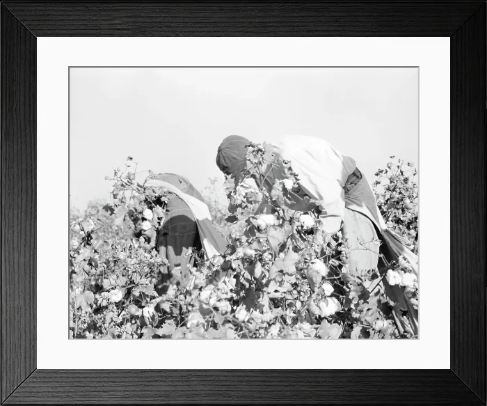 Framed Print : Picking cotton, San Joaquin Valley, California, 1936. Creator: Dorothea Lange Framed Print : Picking cotton, San Joaquin Valley, California, 1936. Creator: Dorothea Lange