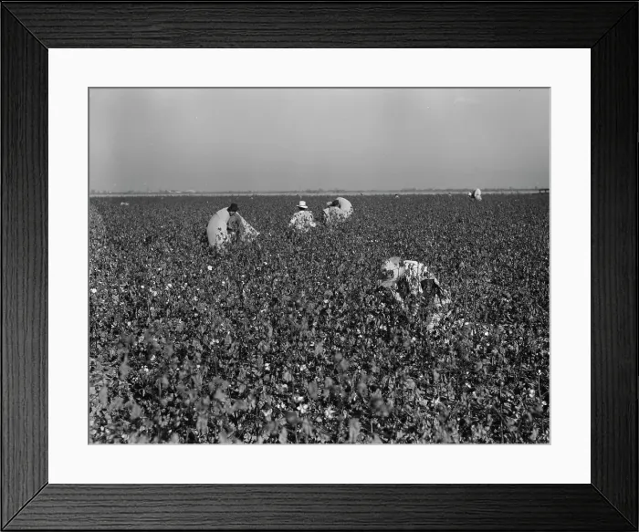 Framed Print : Cotton pickers at work in the southern San Joaquin Valley, California, 1936. Creator: Dorothea Lange Framed Print : Cotton pickers at work in the southern San Joaquin Valley, California, 1936. Creator: Dorothea Lange