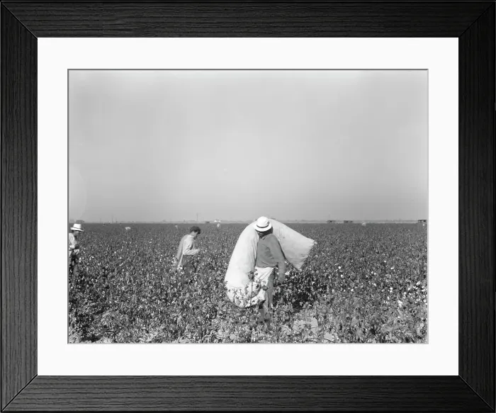 Framed Print : Pickers in cotton field, Southern San Joaquin Valley, California, 1936. Creator: Dorothea Lange Framed Print : Pickers in cotton field, Southern San Joaquin Valley, California, 1936. Creator: Dorothea Lange