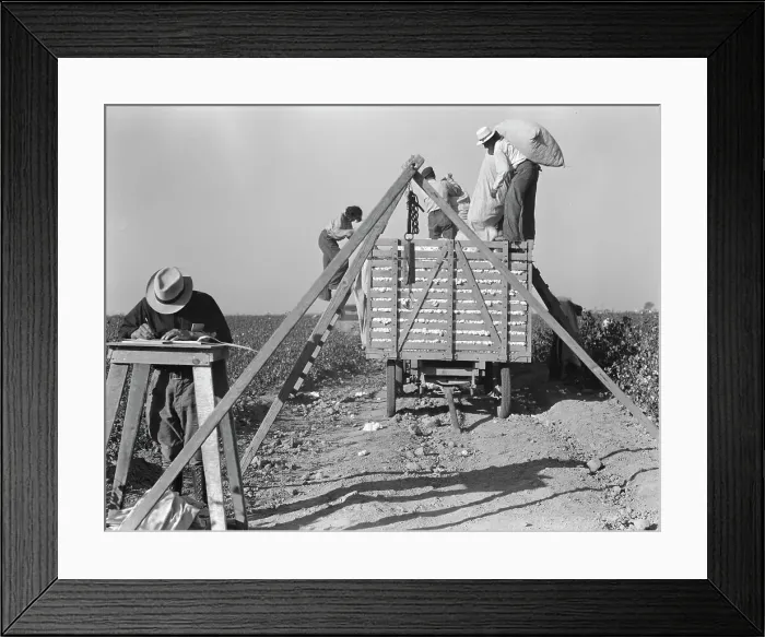 Framed Print : Loading cotton, San Joaquin Valley, California, 1936. Creator: Dorothea Lange Framed Print : Loading cotton, San Joaquin Valley, California, 1936. Creator: Dorothea Lange