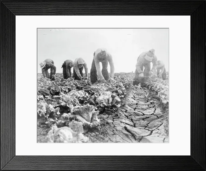 Framed Print : Filipinos cutting lettuce. Salinas, California, 1935. Creator: Dorothea Lange Framed Print : Filipinos cutting lettuce. Salinas, California, 1935. Creator: Dorothea Lange