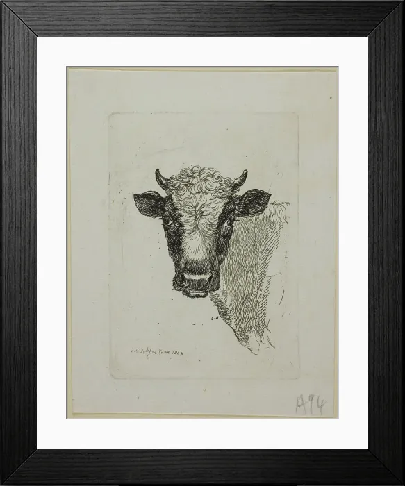 Framed Print : Head of a Young Bull, from Die Zweite Thierfolge, 1803. Creator: Johann Christian Reinhart Framed Print : Head of a Young Bull, from Die Zweite Thierfolge, 1803. Creator: Johann Christian Reinhart