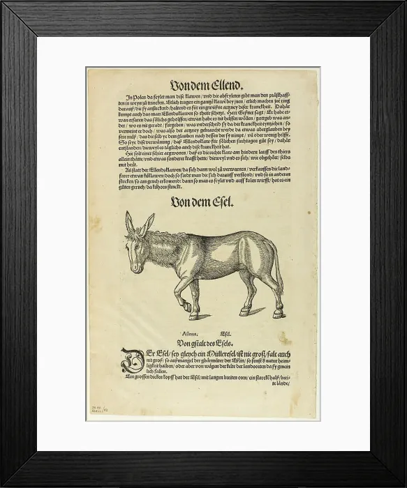 Framed Print : Illustration from Thierbuch, plate 42 from Woodcuts from Books of the XVI Century...1937. Creators: Hans Asper, Max Geisberg. Illustration from Thierbuch, plate 42 from Woodcuts from Books of the XVI Century...1937 Framed Print : Illustration from Thierbuch, plate 42 from Woodcuts from Books of the XVI Century...1937. Creators: Hans Asper, Max Geisberg. Illustration from Thierbuch, plate 42 from Woodcuts from Books of the XVI Century...1937