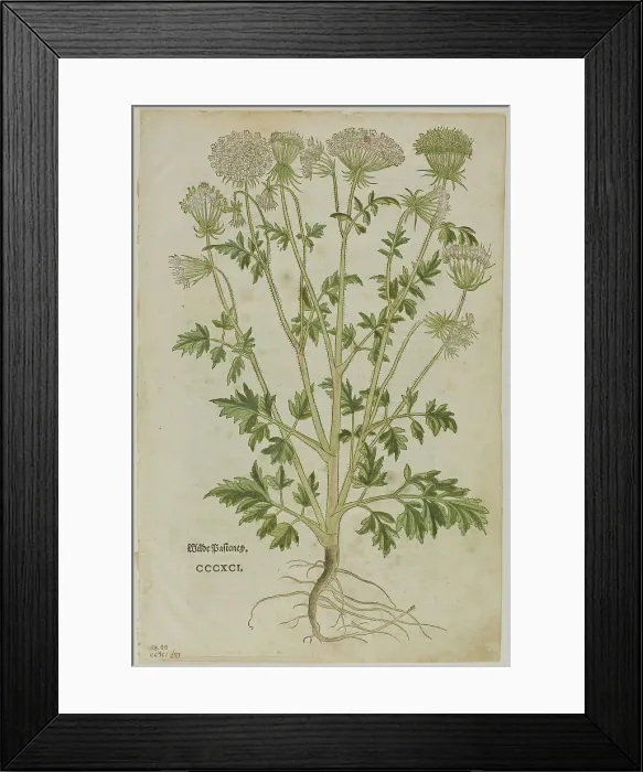 Framed Print : Leaf from New Kreuterbuch by Leonhart Fuchs, plate 97 from Woodcuts from Books...1937. Creators: Heinrich Füllmaurer, Max Geisberg Framed Print : Leaf from New Kreuterbuch by Leonhart Fuchs, plate 97 from Woodcuts from Books...1937. Creators: Heinrich Füllmaurer, Max Geisberg