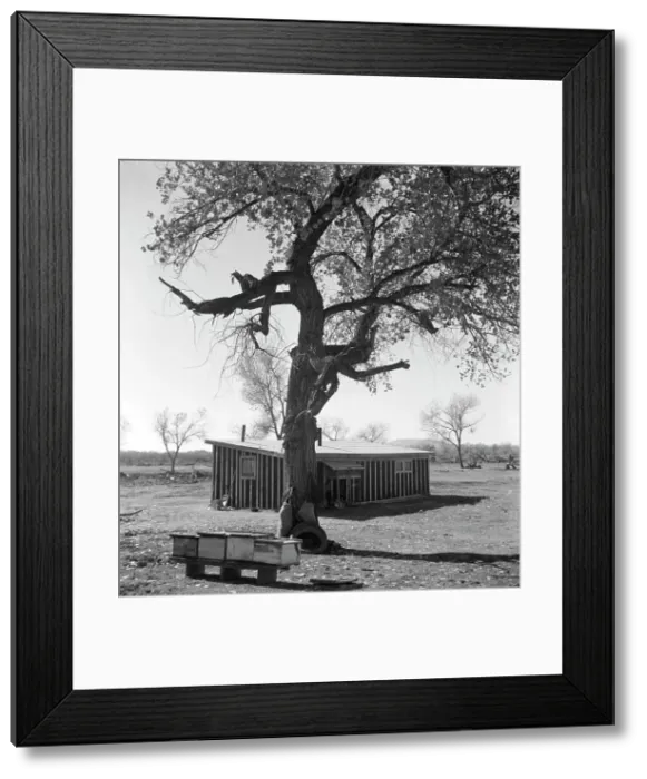 Framed Print : Temporary home, Bosque Farms project, New Mexico, 1935. Creator: Dorothea Lange Framed Print : Temporary home, Bosque Farms project, New Mexico, 1935. Creator: Dorothea Lange