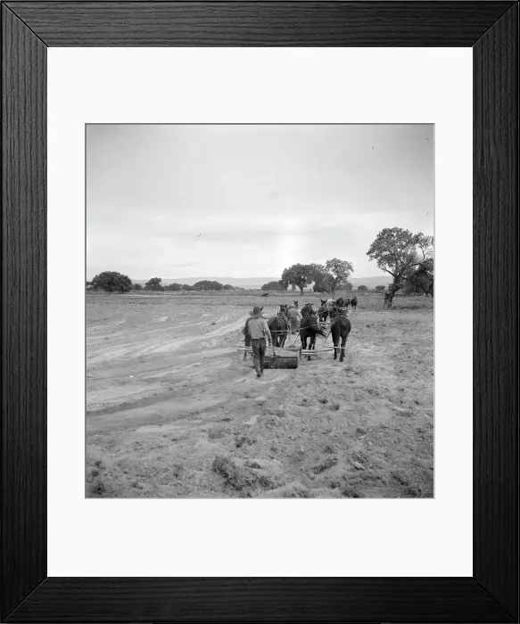 Framed Print : Leveling the land for irrigation on the Bosque Farms project, New Mexico, 1935. Creator: Dorothea Lange Framed Print : Leveling the land for irrigation on the Bosque Farms project, New Mexico, 1935. Creator: Dorothea Lange