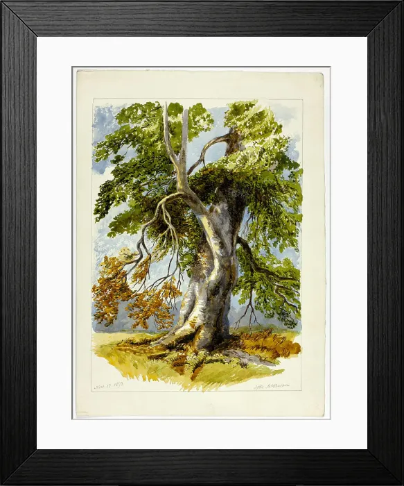 Framed Print : Gnarled Tree, 1826-1873. Creator: Unknown