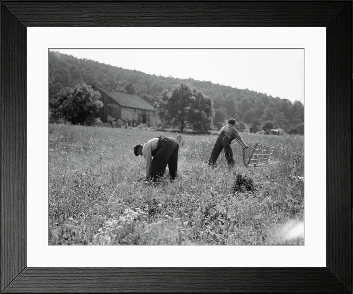 Framed Print : Cradling wheat near Sperryville, Virginia, 1936. Creator: Dorothea Lange Framed Print : Cradling wheat near Sperryville, Virginia, 1936. Creator: Dorothea Lange