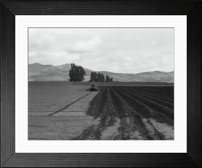 Framed Print : Sugar beet field showing tractor with plowshare attached and Mexican operator, California, 1936. Creator: Dorothea Lange Framed Print : Sugar beet field showing tractor with plowshare attached and Mexican operator, California, 1936. Creator: Dorothea Lange