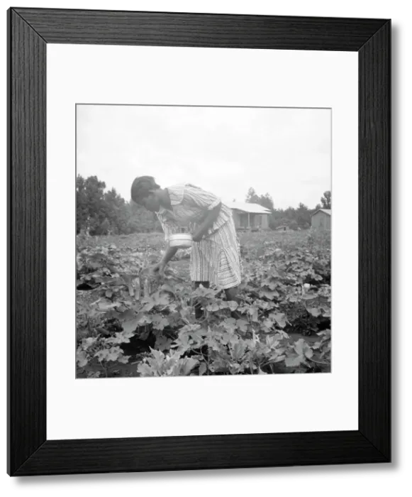 Framed Print : Family of one of the evicted sharecroppers...Mississippi, 1936. Creator: Dorothea Lange Framed Print : Family of one of the evicted sharecroppers...Mississippi, 1936. Creator: Dorothea Lange