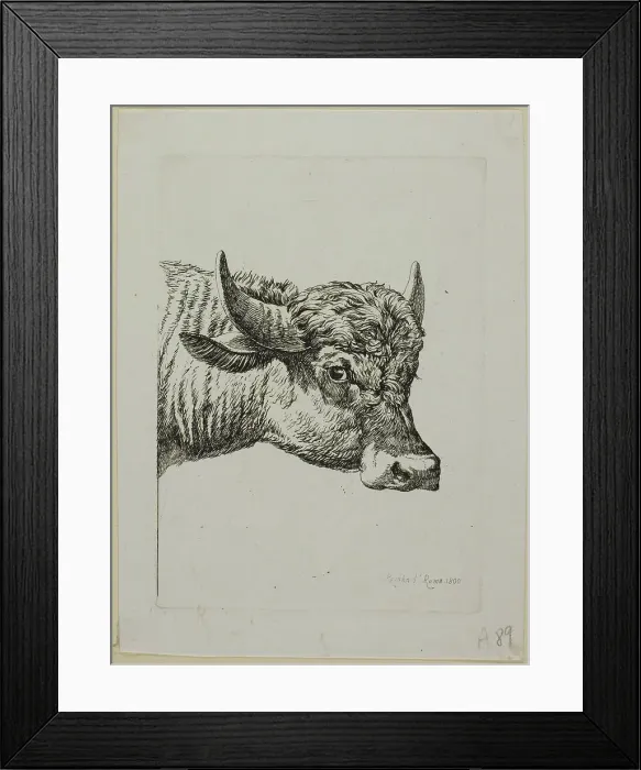 Framed Print : Head of a Buffalo, from Die Zweite Thierfolge, 1800. Creator: Johann Christian Reinhart Framed Print : Head of a Buffalo, from Die Zweite Thierfolge, 1800. Creator: Johann Christian Reinhart