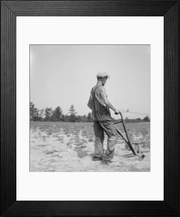 Framed Print : White tenant farmer works on shares. North Carolina, 1936. Creator: Dorothea Lange Framed Print : White tenant farmer works on shares. North Carolina, 1936. Creator: Dorothea Lange