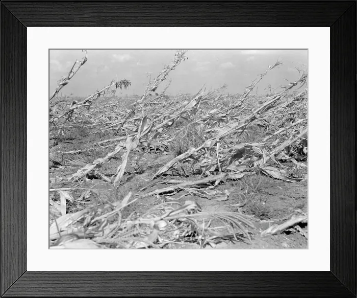 Framed Print : [Untitled, possibly related to: Corn, dried up... between Dallas and Waco, Texas], 1936. Creator: Dorothea Lange