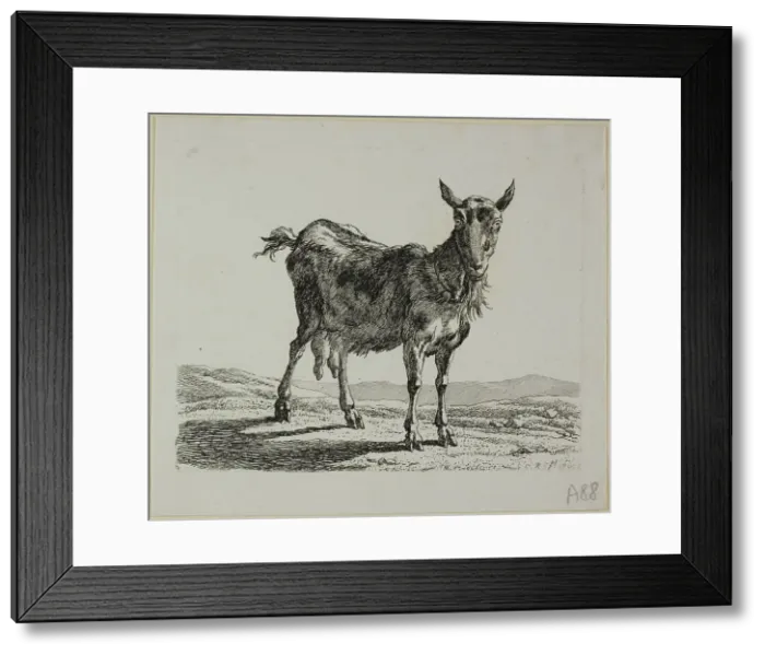 Framed Print : Standing Goat, from Die Zweite Thierfolge, 1800. Creator: Johann Christian Reinhart Framed Print : Standing Goat, from Die Zweite Thierfolge, 1800. Creator: Johann Christian Reinhart