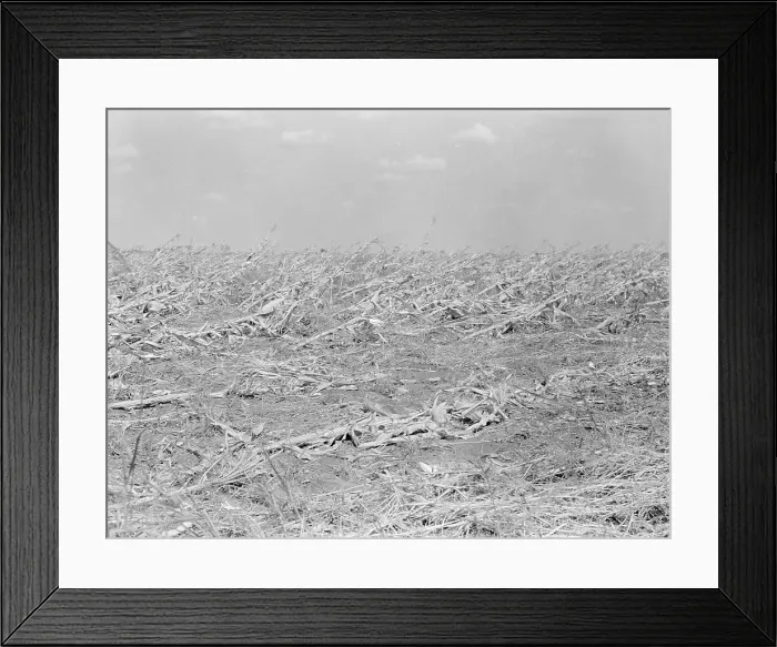 Framed Print : [Untitled, possibly related to: Corn, dried up... between Dallas and Waco, Texas, 1936. Creator: Dorothea Lange Framed Print : [Untitled, possibly related to: Corn, dried up... between Dallas and Waco, Texas, 1936. Creator: Dorothea Lange
