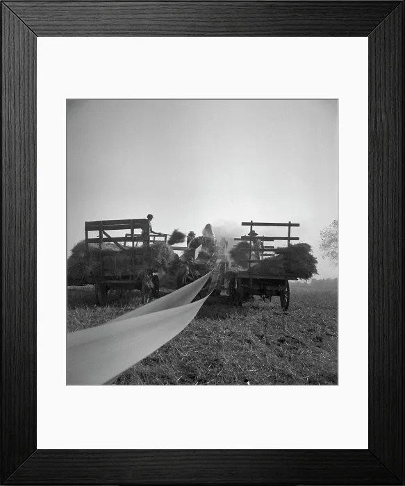 Framed Print : The threshing of oats, Clayton, Indiana, south of Indianapolis, 1936 Creator: Dorothea Lange