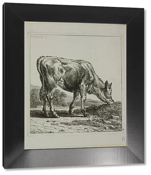 Calf Feeding, from Die Zweite Thierfolge, 1800. Creator: Johann Christian Reinhart