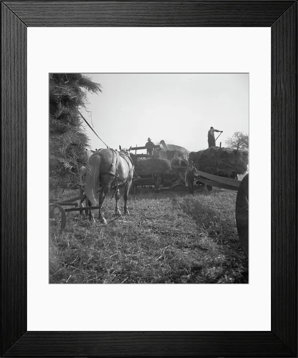 Framed Print : The threshing of oats, Clayton, Indiana, south of Indianapolis, 1936 Creator: Dorothea Lange Framed Print : The threshing of oats, Clayton, Indiana, south of Indianapolis, 1936 Creator: Dorothea Lange